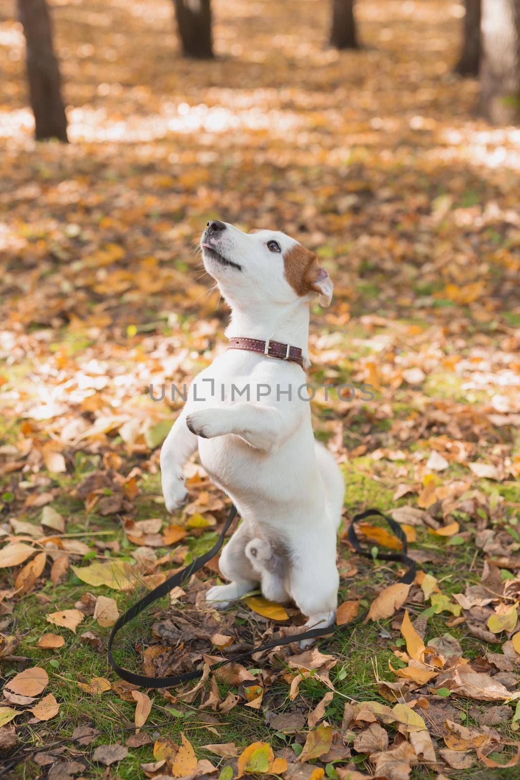 Funny jack russell terrier dog stands on its hind legs in autumn leaves. Pet training concept.