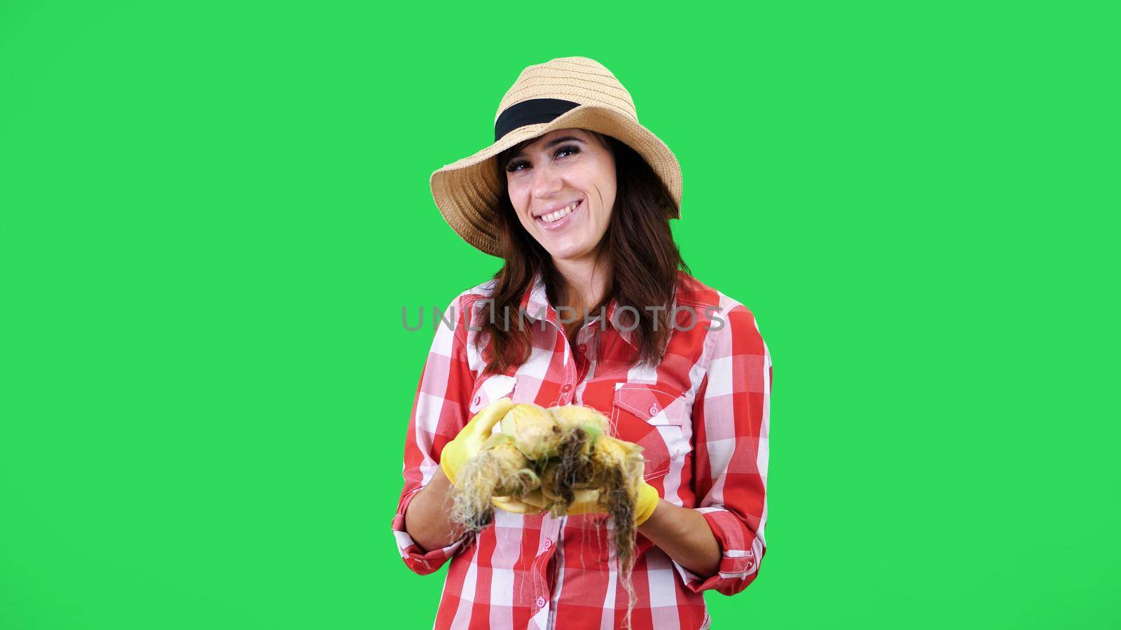 portrait of smiling female farmer in checkered shirt and hat, holding corn cobs in hands , on green background in studio. Healthy food to your table. High quality photo