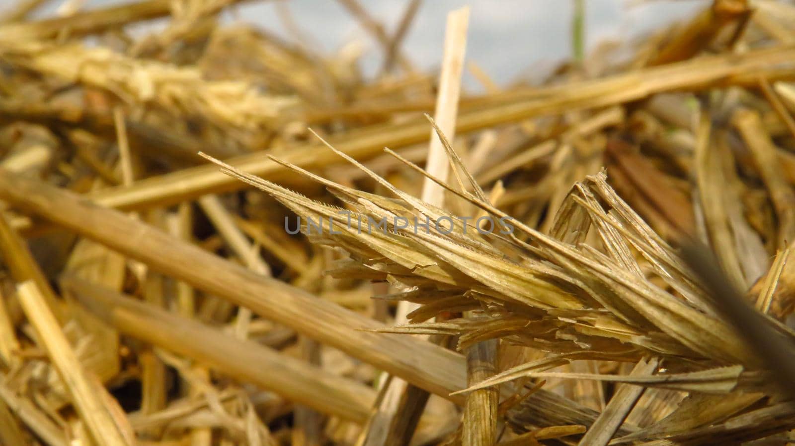 beautiful straw rye close-up in the field