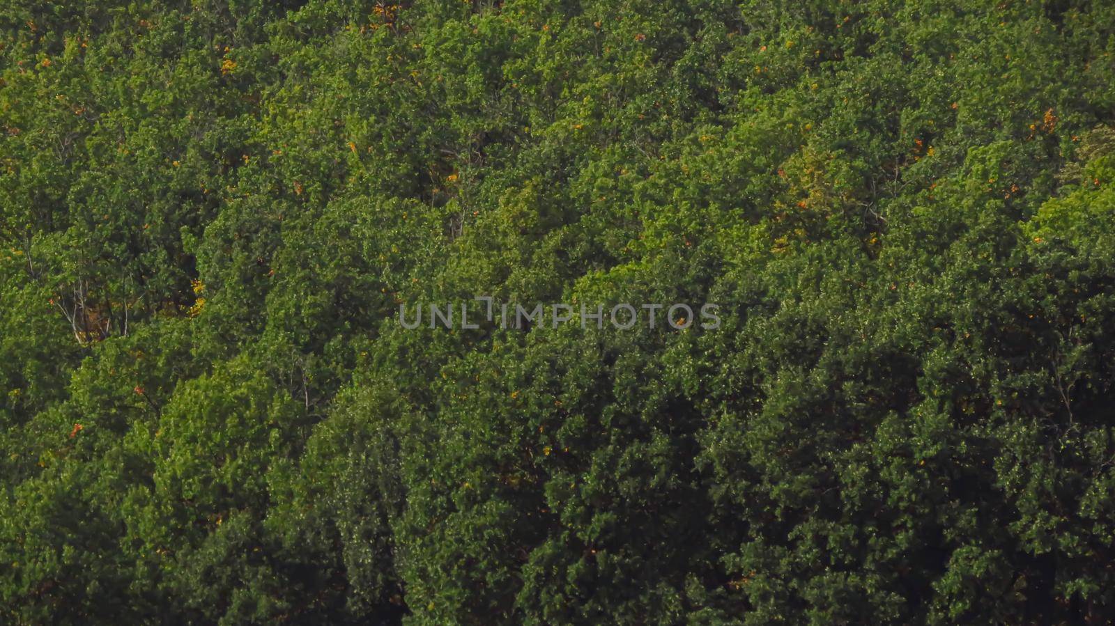 beautiful forest close-up from afar