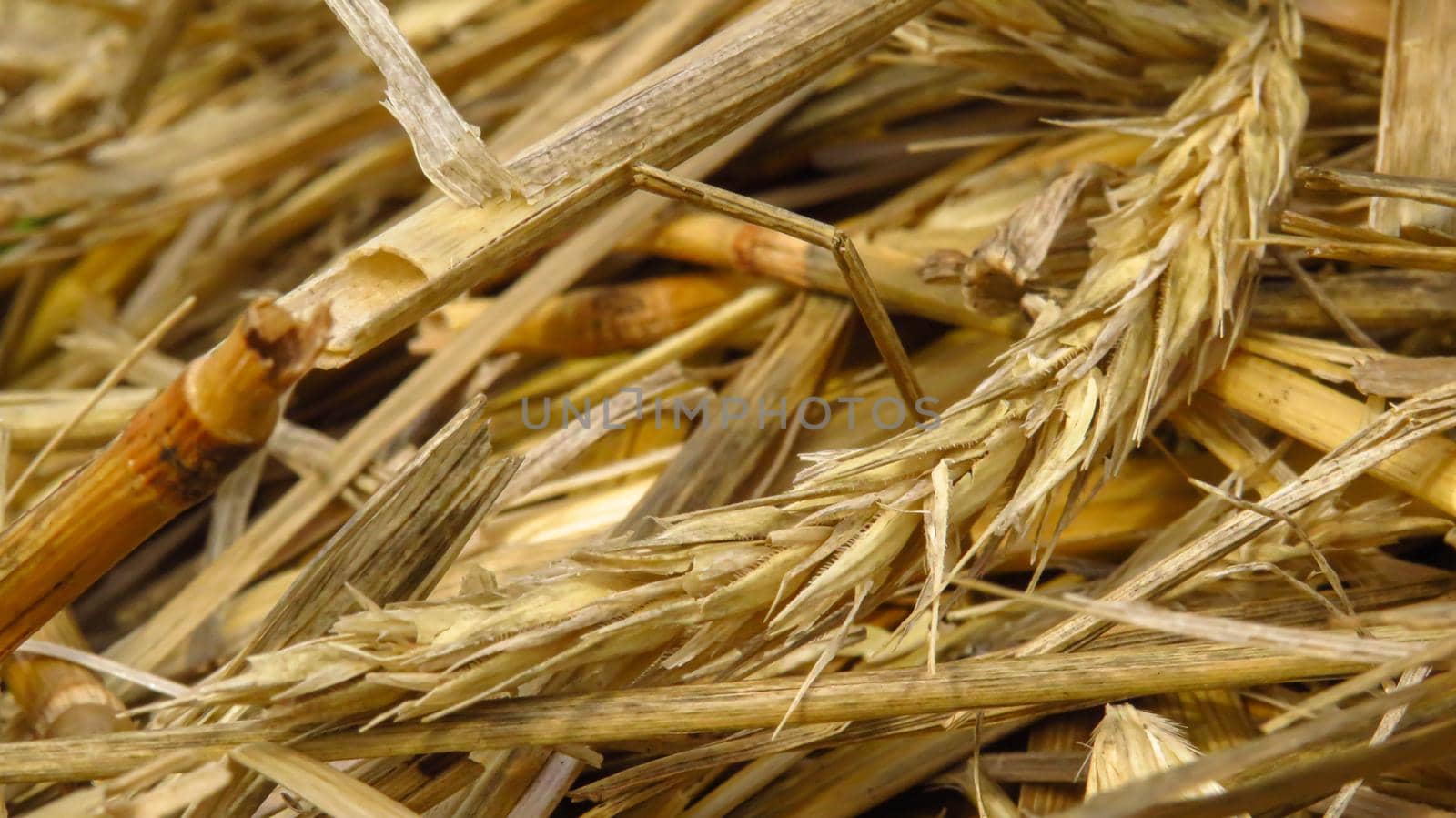 beautiful straw rye close-up in the field