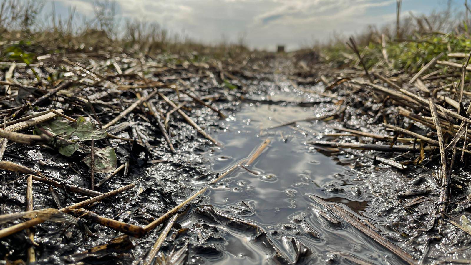 a small puddle after the rain in the field