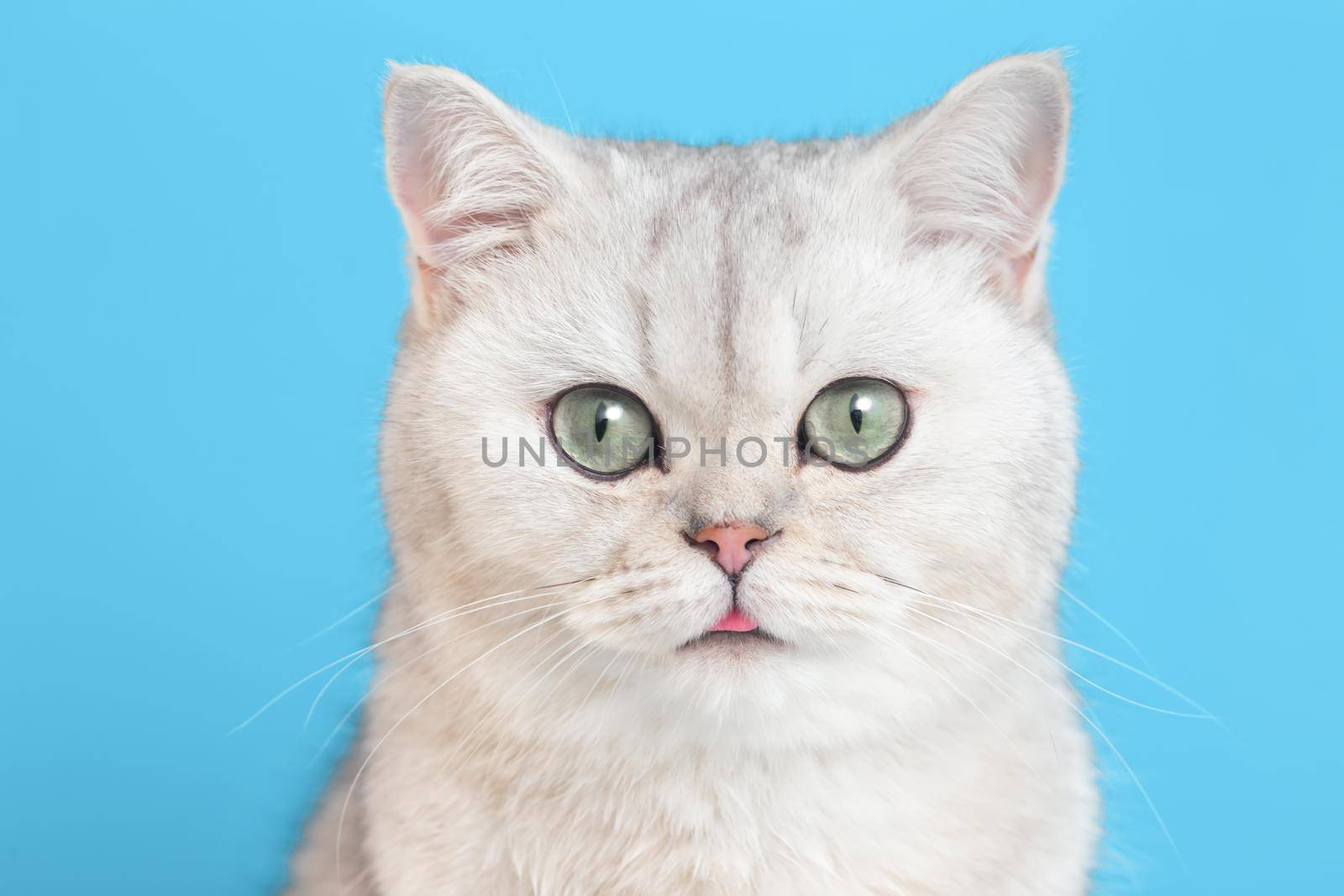 Close-up of an funny white british cat on a blue background looks at camera. Copy space