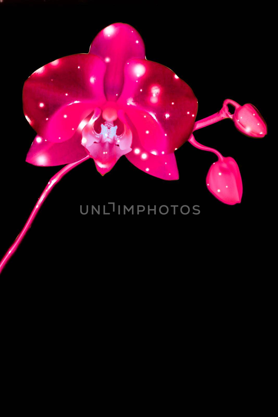Blooming flowers, botanical design and nature beauty concept - Orchid flower in bloom, abstract floral art background