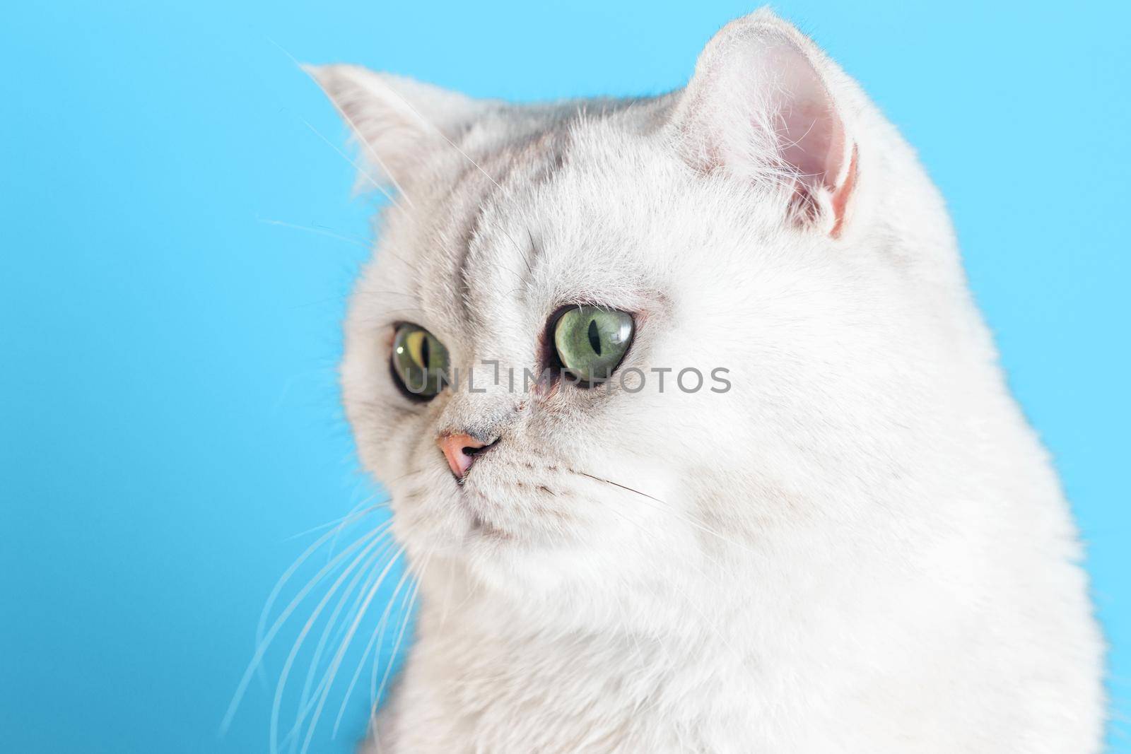 Close-up of an adorable white british cat on a blue background looks down to the left. Copy space