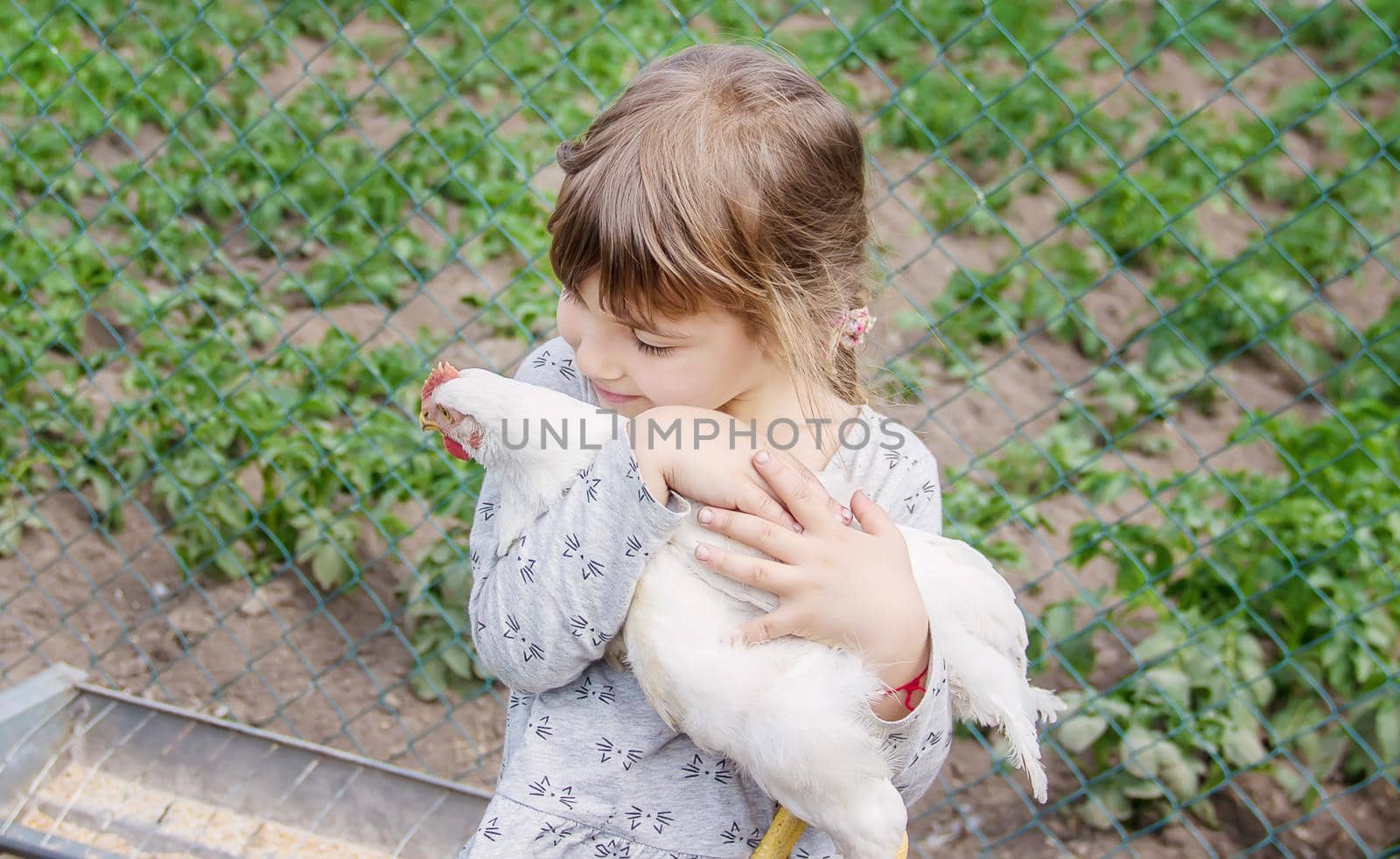 Bio chickens on a home farm a children. nature.