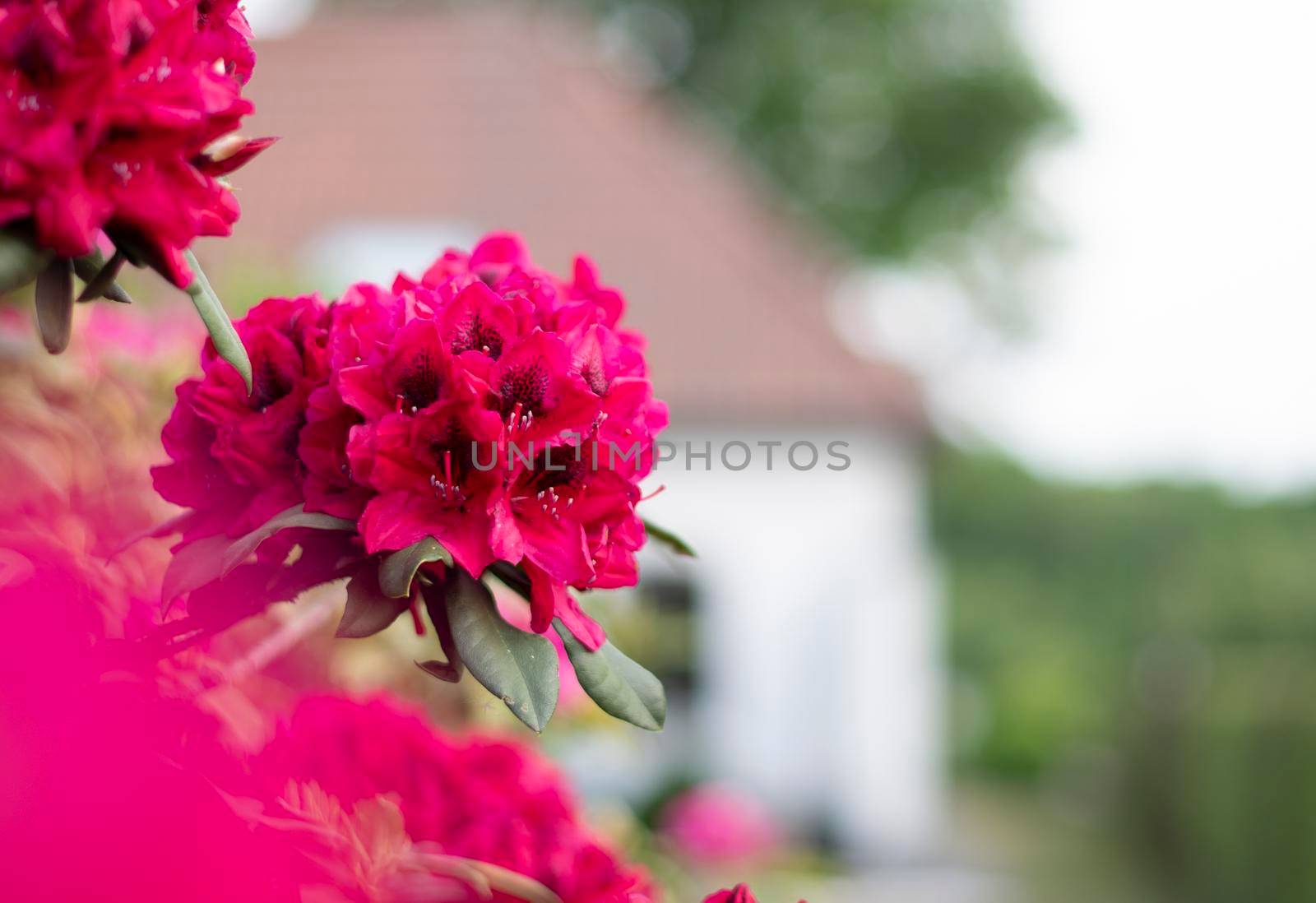 Brightly purple blooming rhododendron against a white house in blur, depth of field, floral background. High quality photo