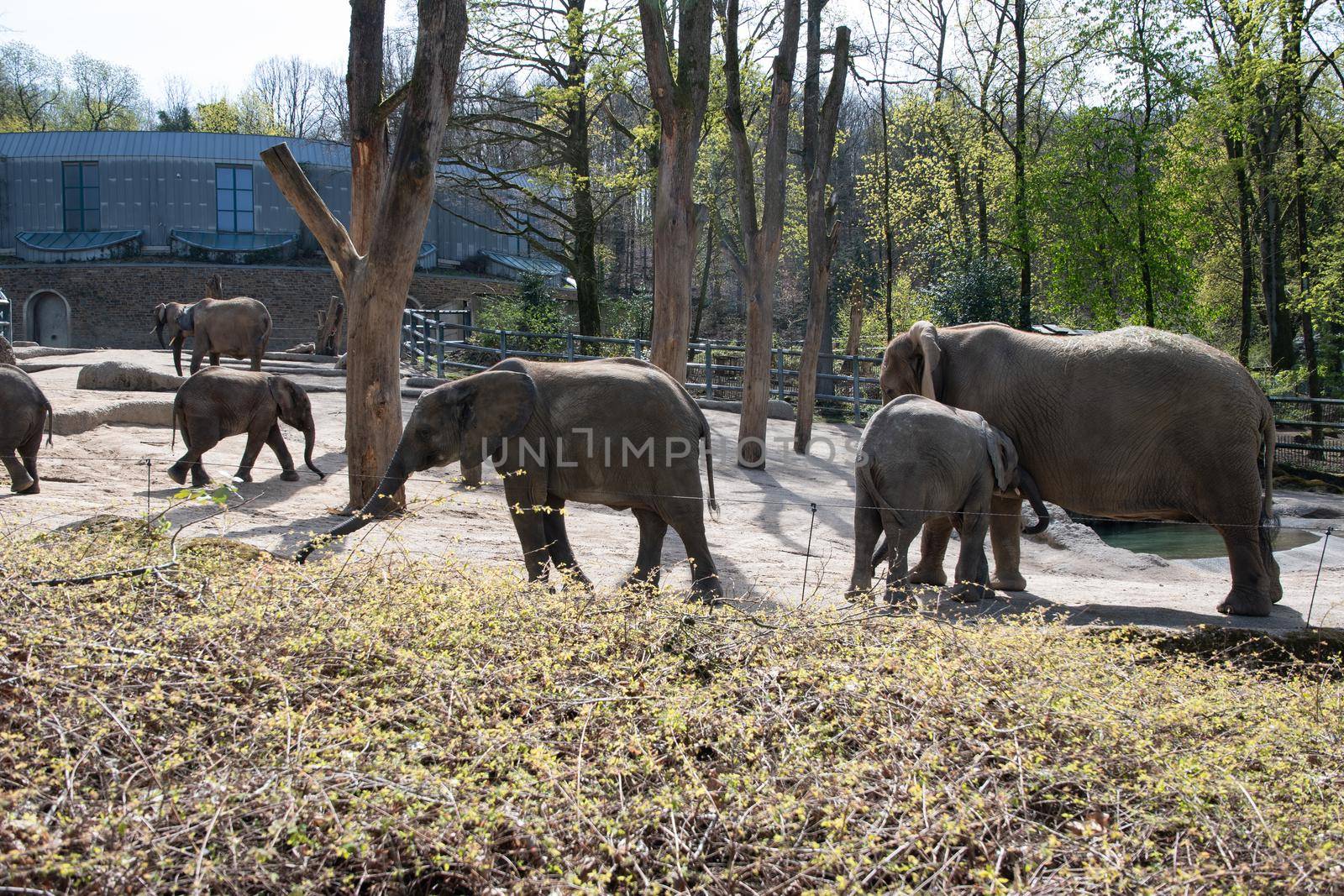 baby elephant drinking milk from mom in green zoo wuppertal in germany on a spring sunny day. High quality photo