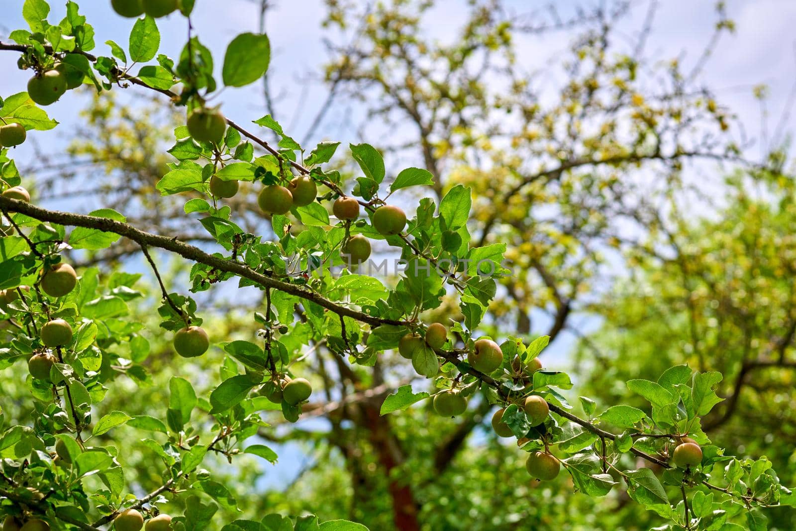 the round fruit of a tree of the rose family, which typically has thin red or green skin and crisp flesh. Green branches of an apple tree with ripe fruits in an orchard.