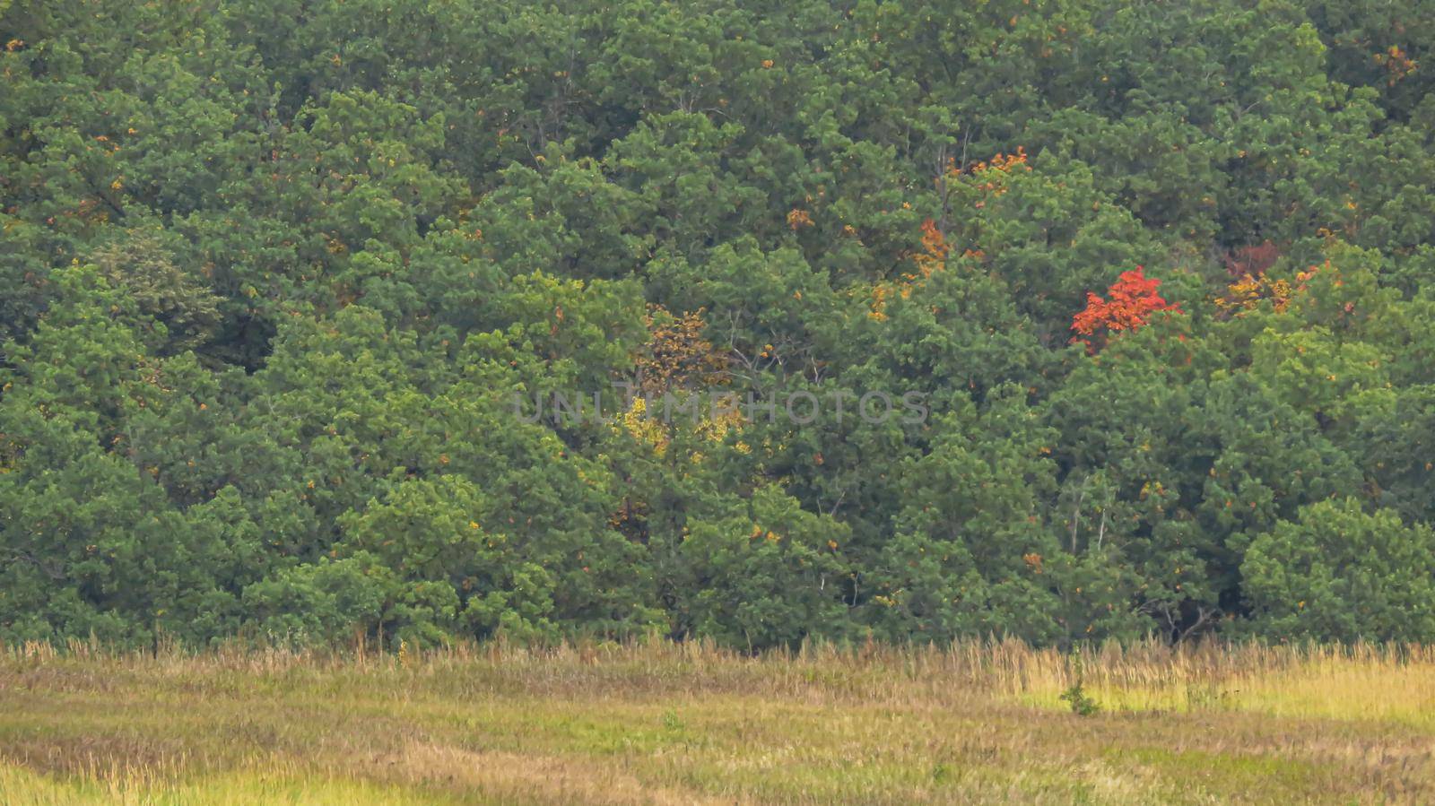 beautiful forest close-up from afar