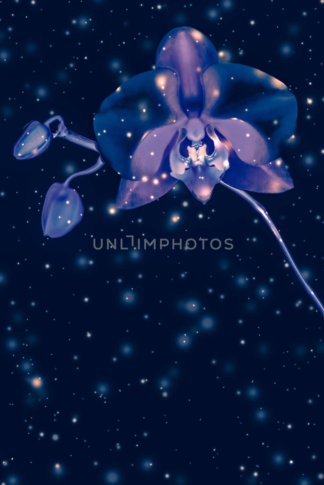 Blooming flowers, botanical design and nature beauty concept - Orchid flower in bloom, abstract floral art background