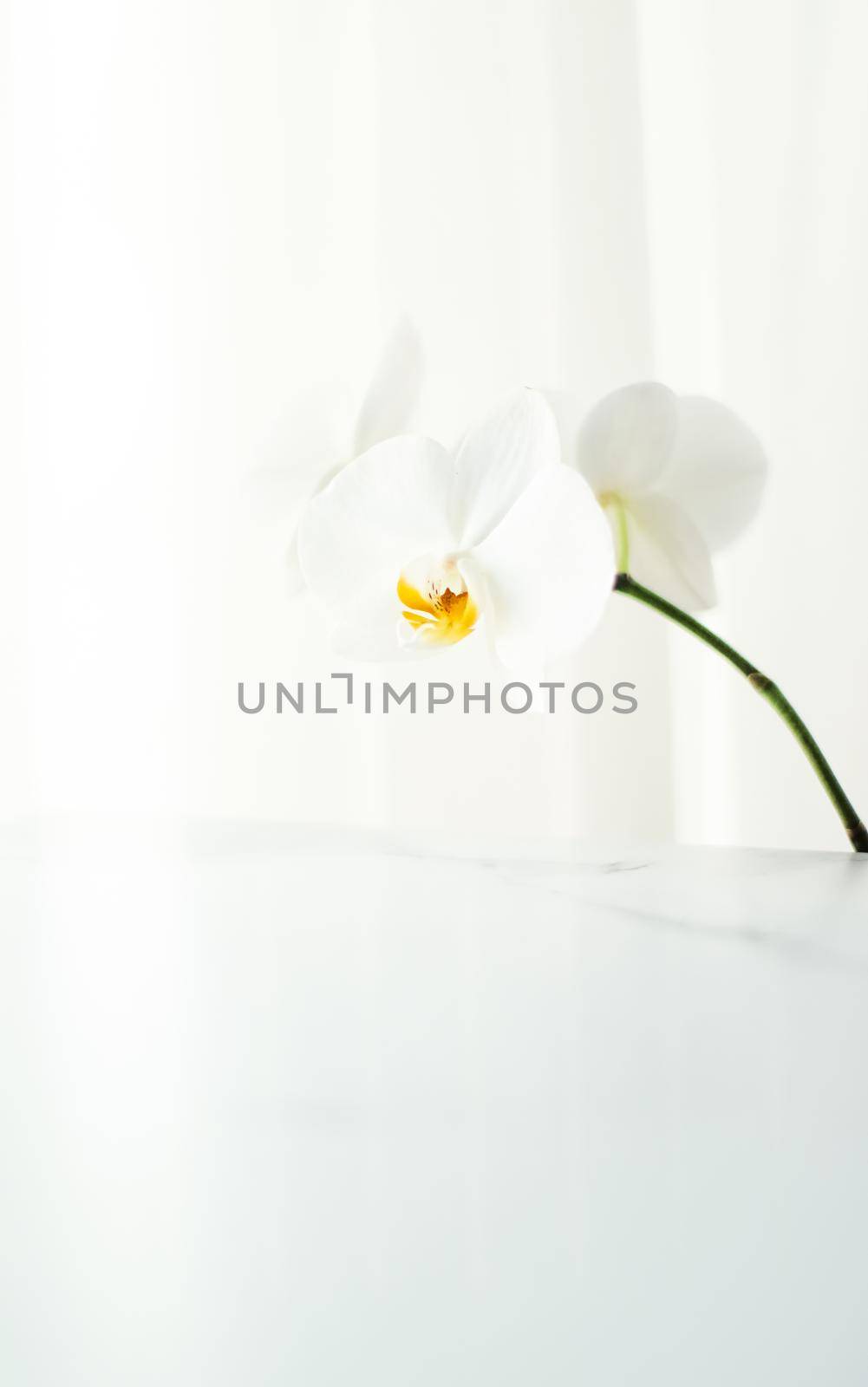 Blooming, branding and botanical concept - White orchid flower in bloom, abstract floral blossom art background and flowers in nature for wedding invitation and luxury beauty brand holiday design