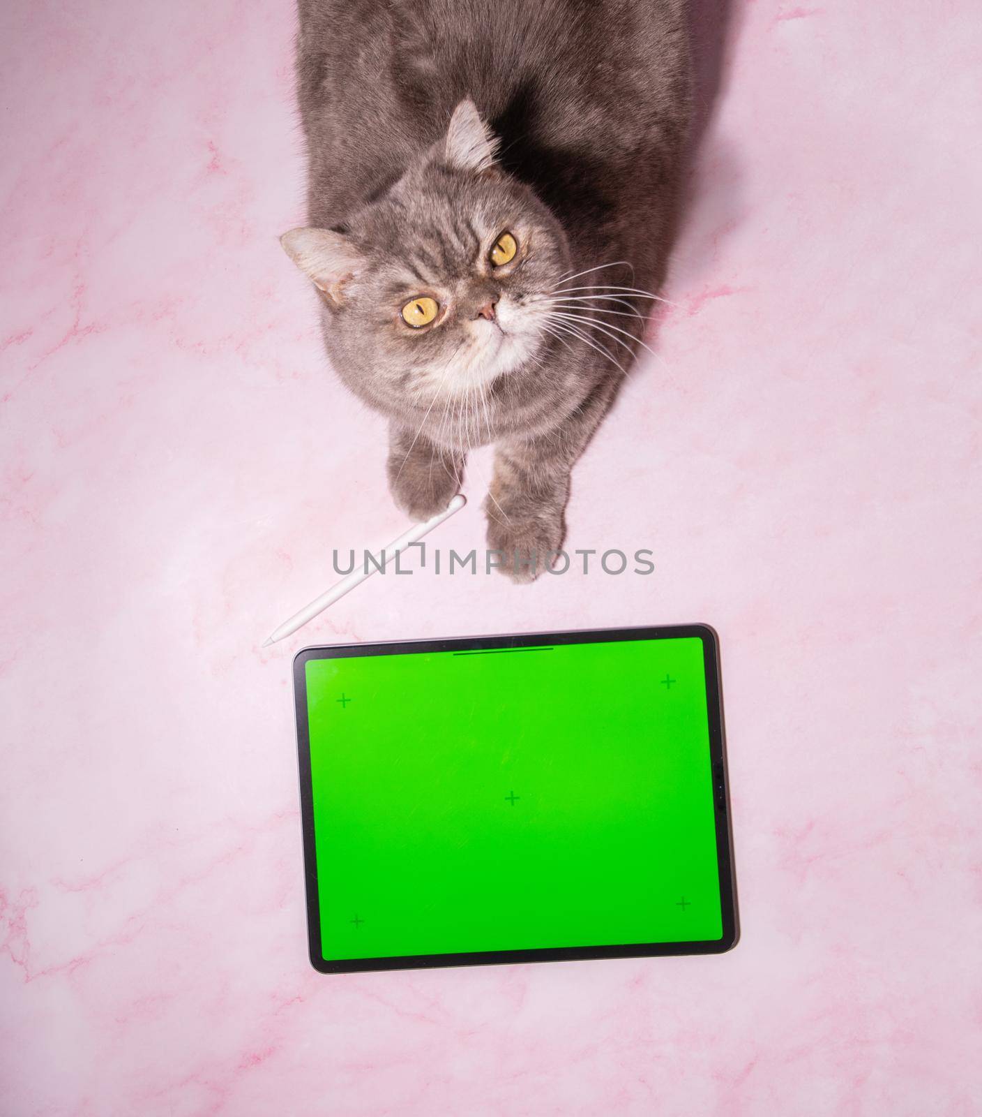 pet playing game on tablet with green screen, cat sitting on table next a tablet, copy space or mockup High quality photo