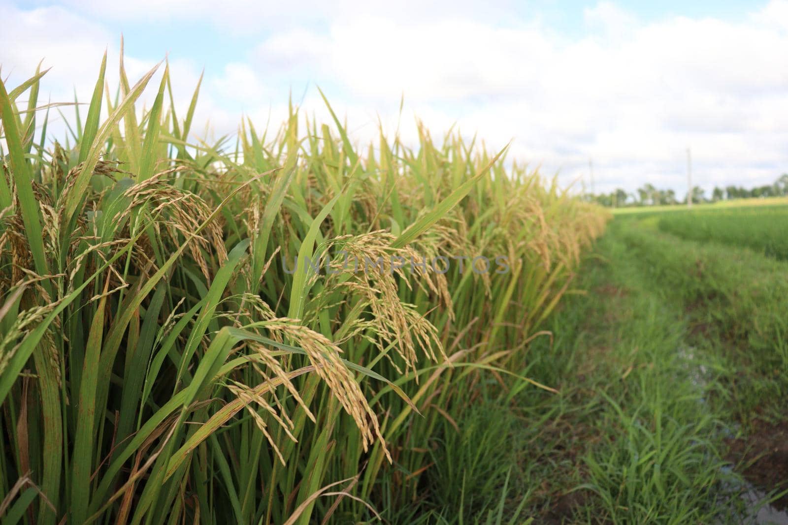 ripe paddy on tree in farm for harvest