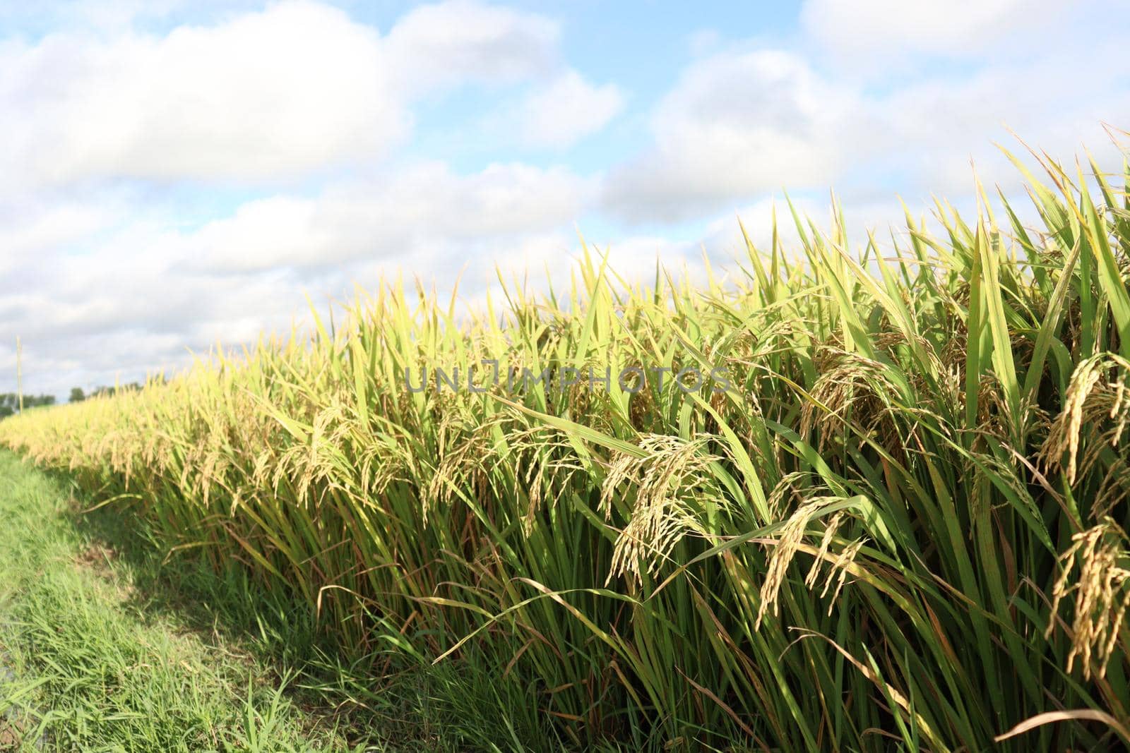 ripe paddy on tree in farm by jahidul2358