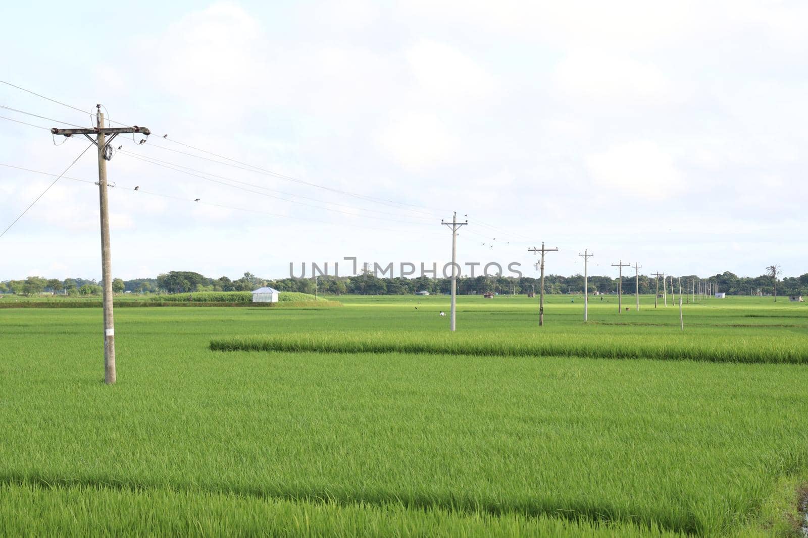 green colored paddy farm on field by jahidul2358