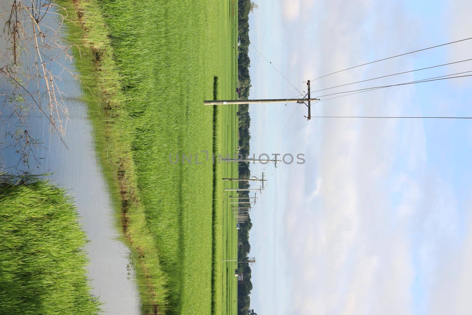 green colored paddy farm on field for harvest