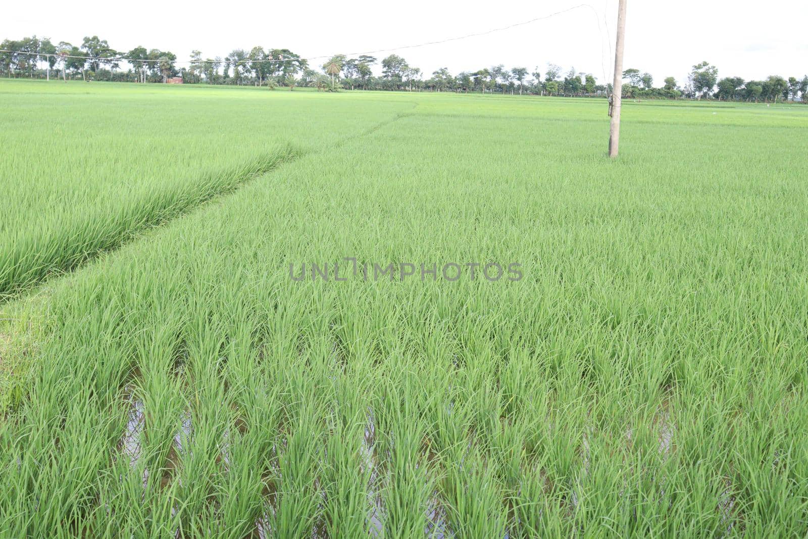 green colored paddy farm on field by jahidul2358