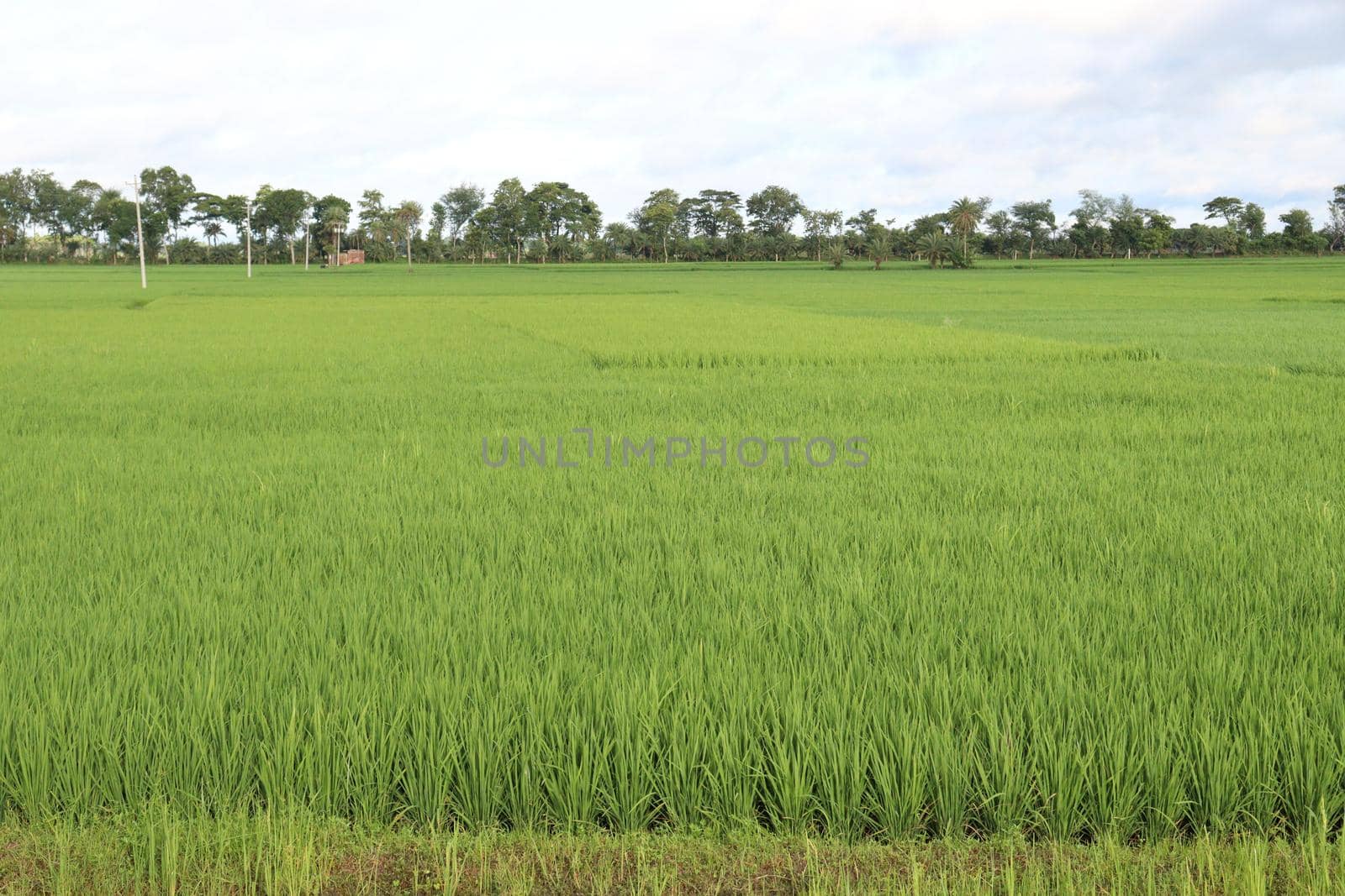 green colored paddy farm on field by jahidul2358