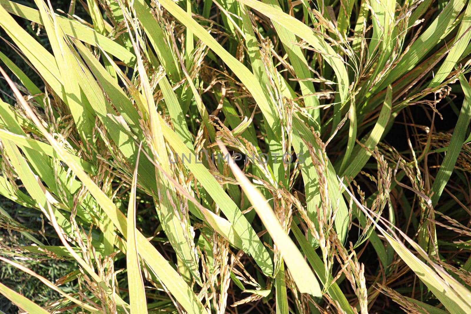 ripe paddy on tree in farm for harvest