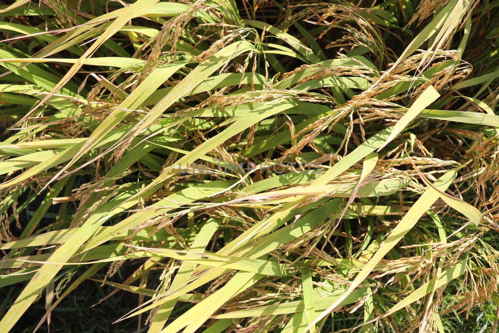 ripe paddy on tree in farm by jahidul2358