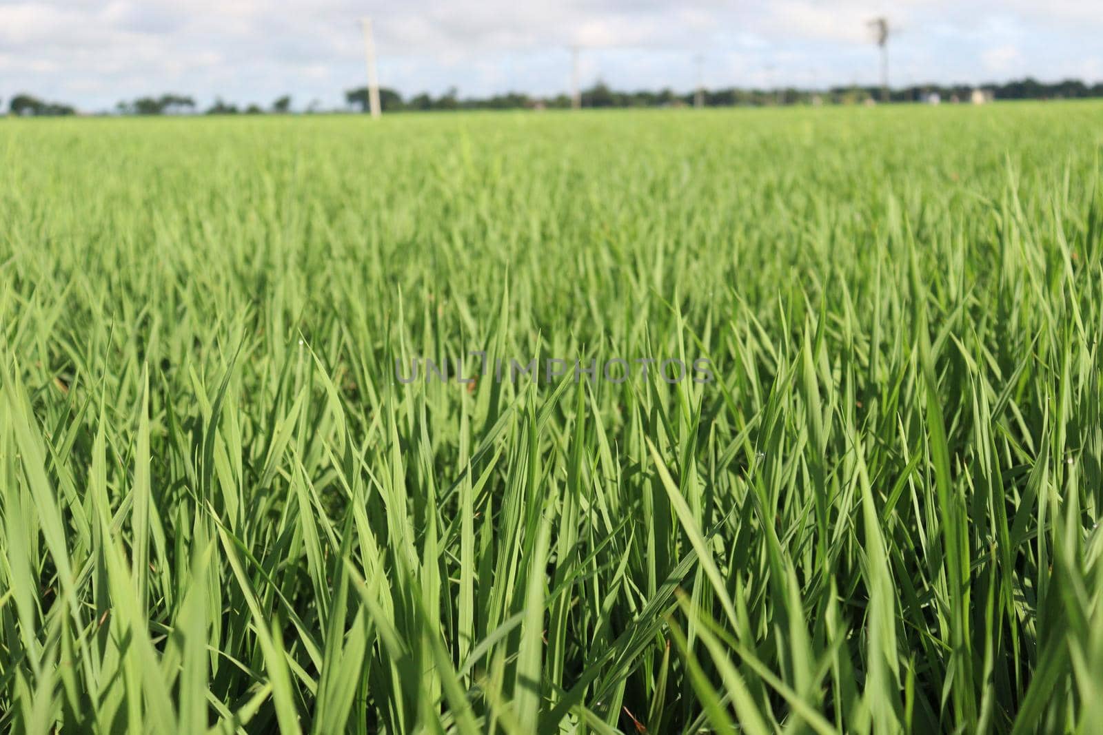 green colored paddy farm on field by jahidul2358