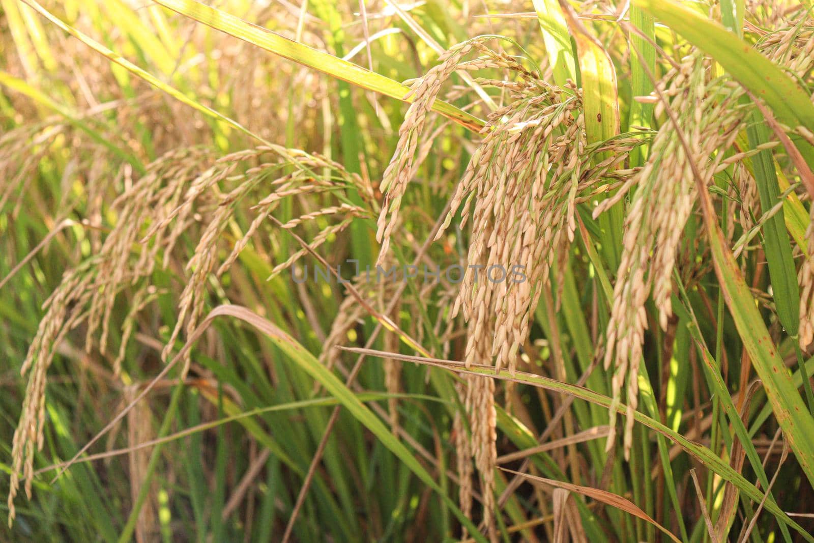 ripe paddy on tree in farm for harvest