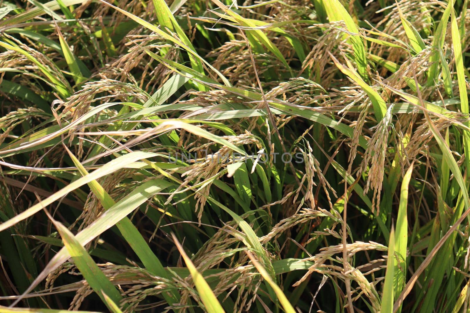 ripe paddy on tree in farm by jahidul2358