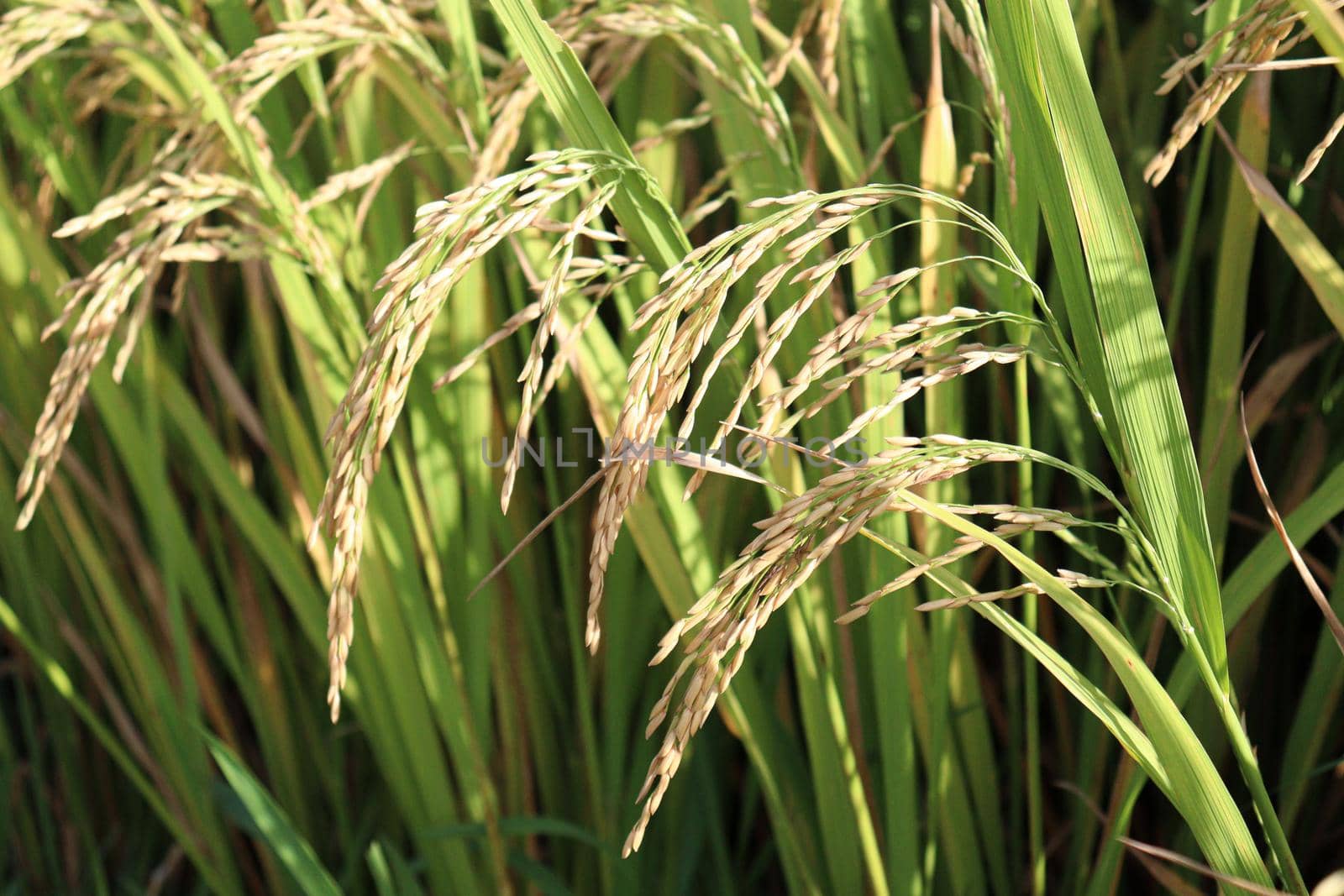 ripe paddy on tree in farm by jahidul2358