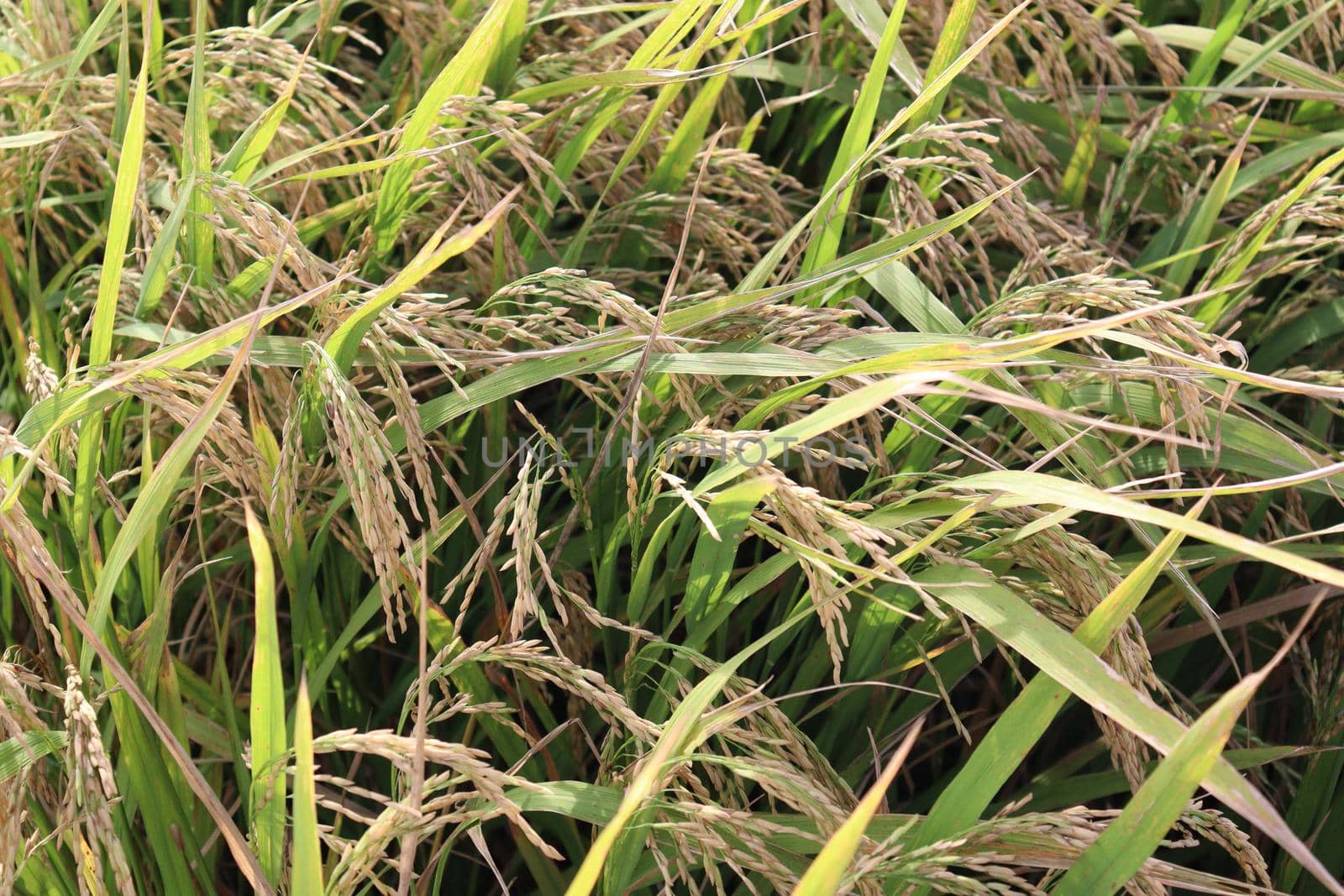 ripe paddy on tree in farm for harvest