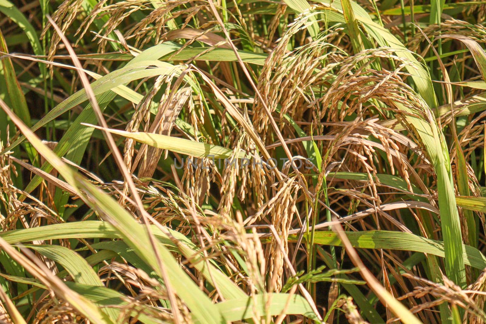 ripe paddy on tree in farm for harvest