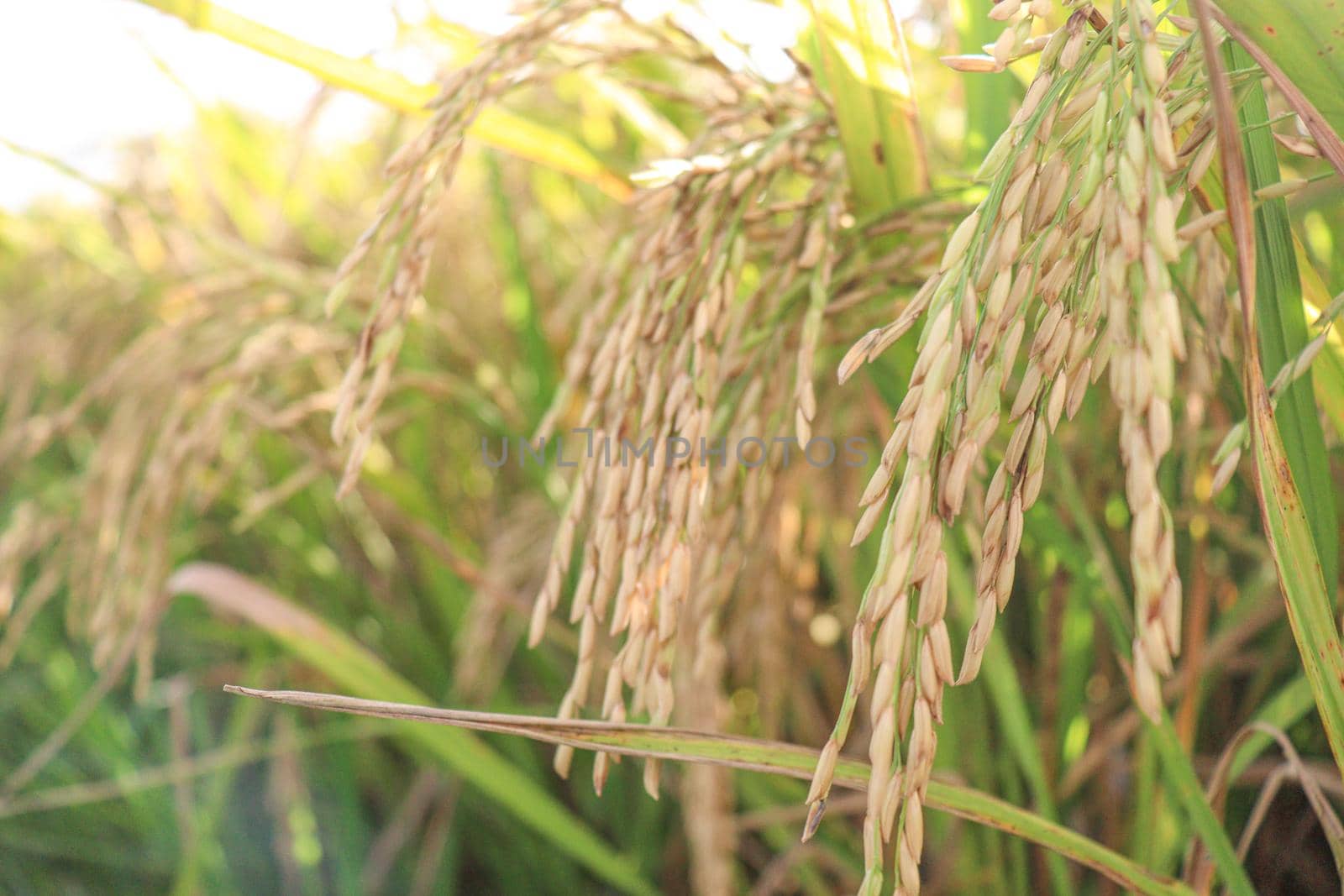 ripe paddy on tree in farm by jahidul2358