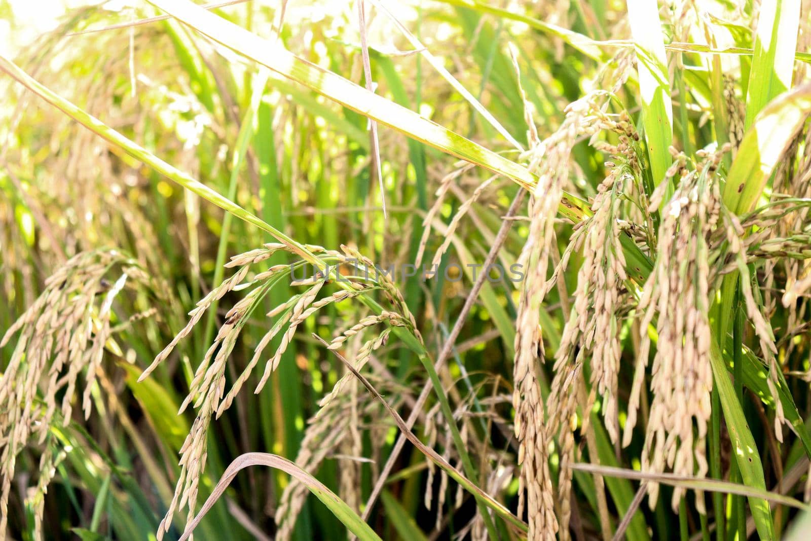 ripe paddy on tree in farm by jahidul2358