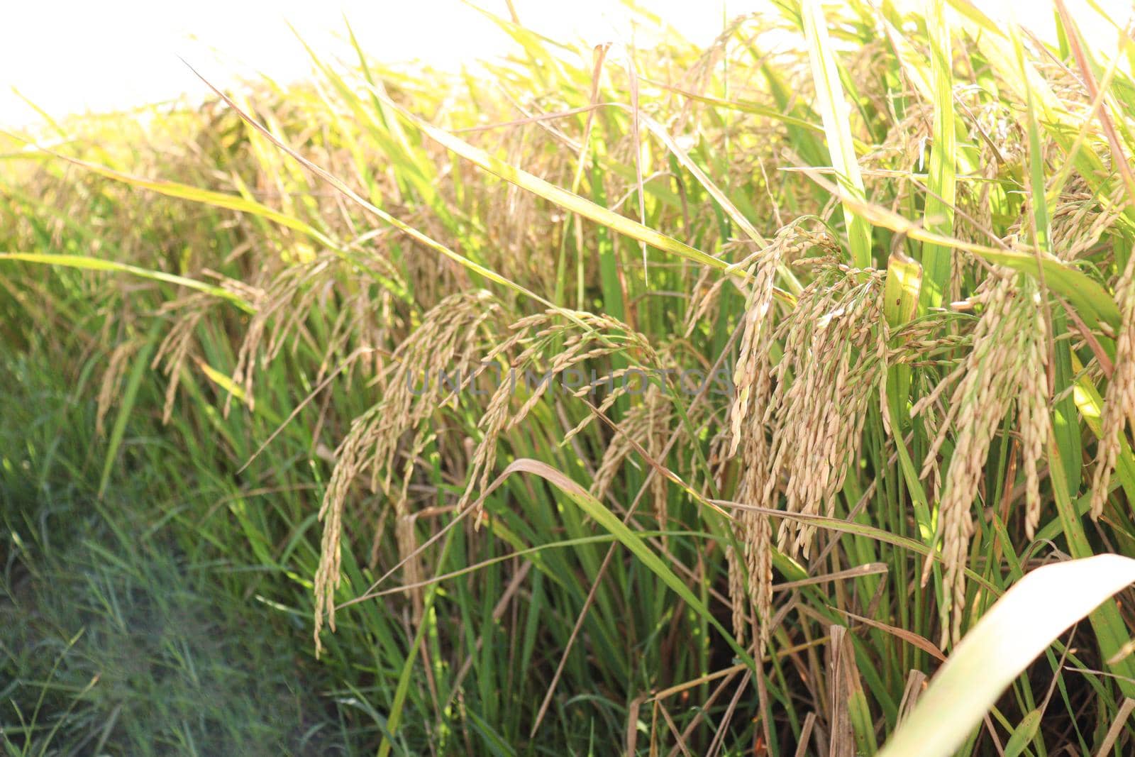 ripe paddy on tree in farm for harvest