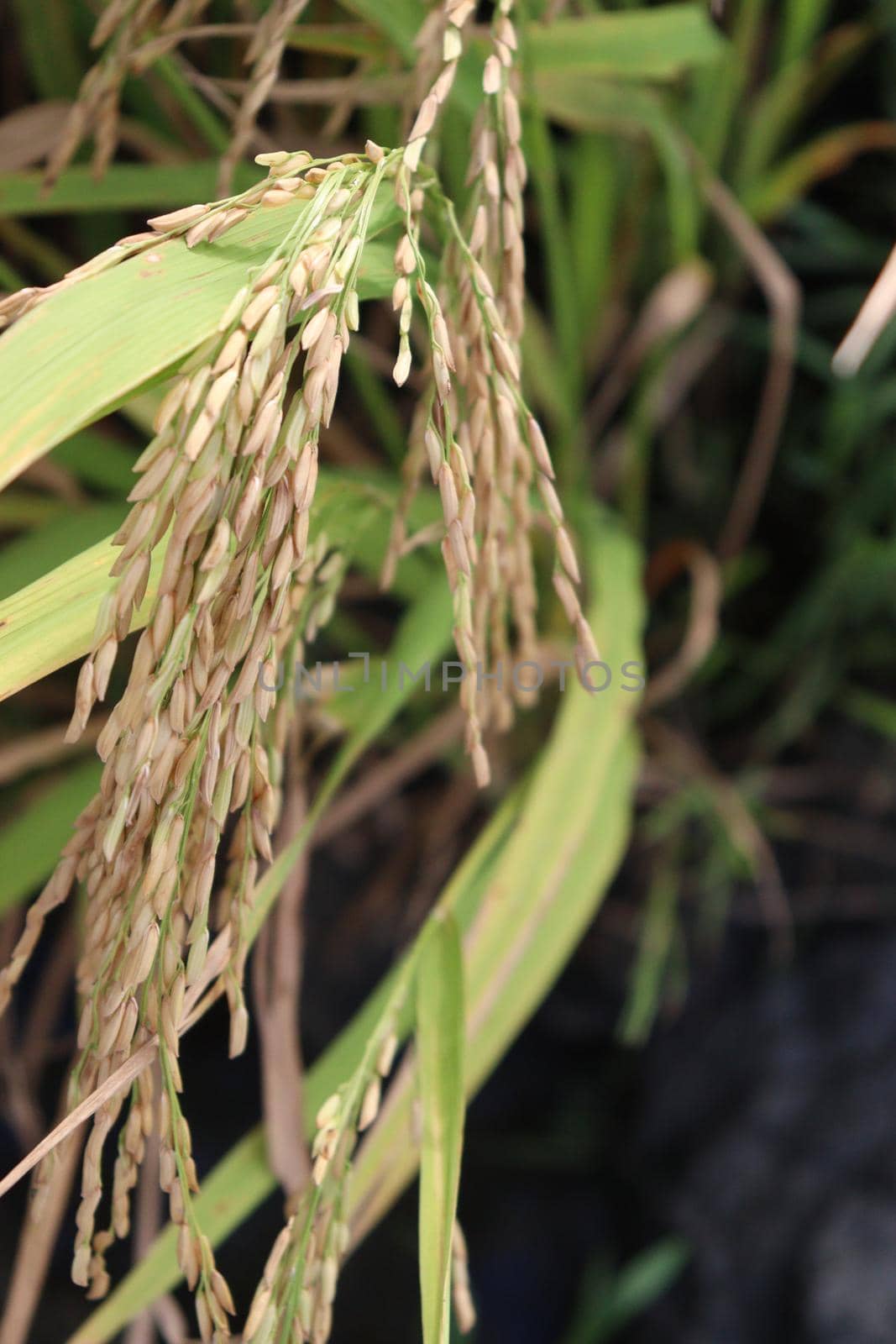 ripe paddy on tree in farm by jahidul2358