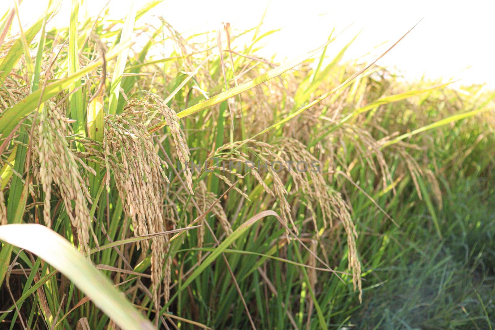 ripe paddy on tree in farm for harvest