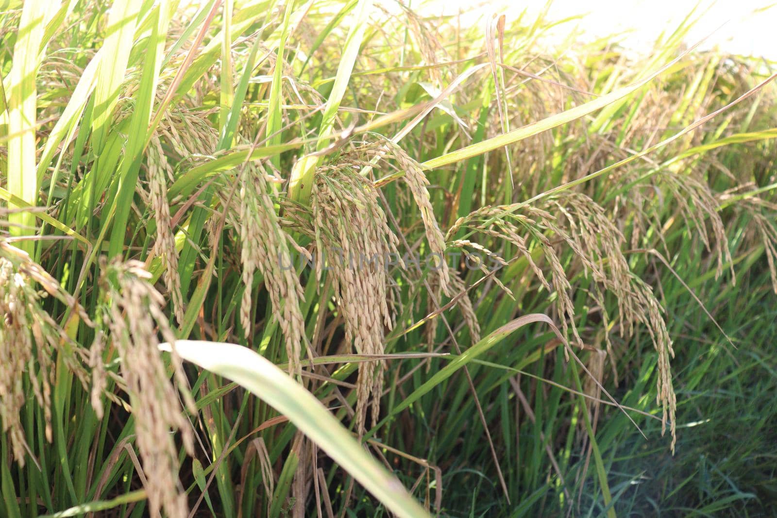 ripe paddy on tree in farm for harvest