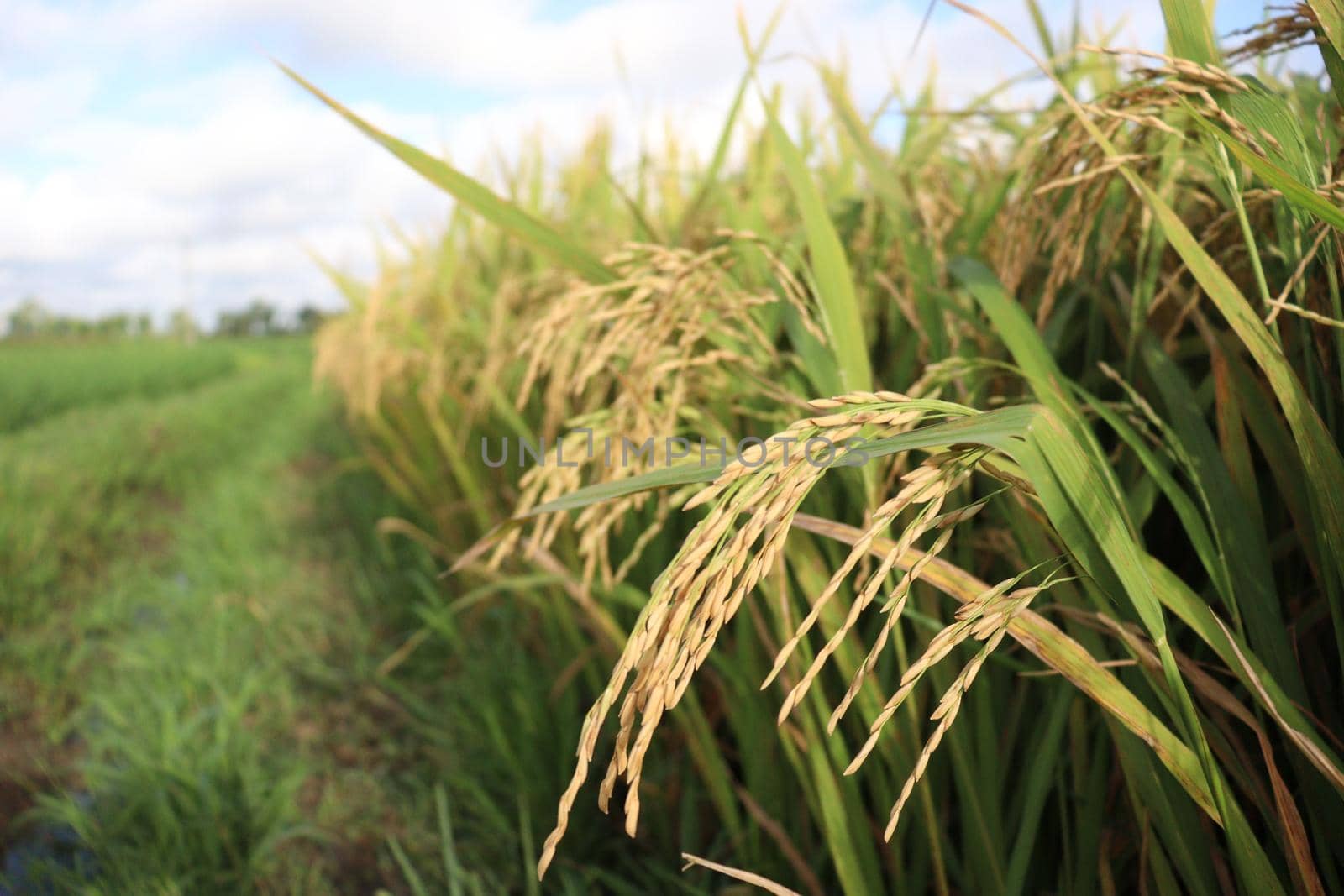 ripe paddy on tree in farm for harvest