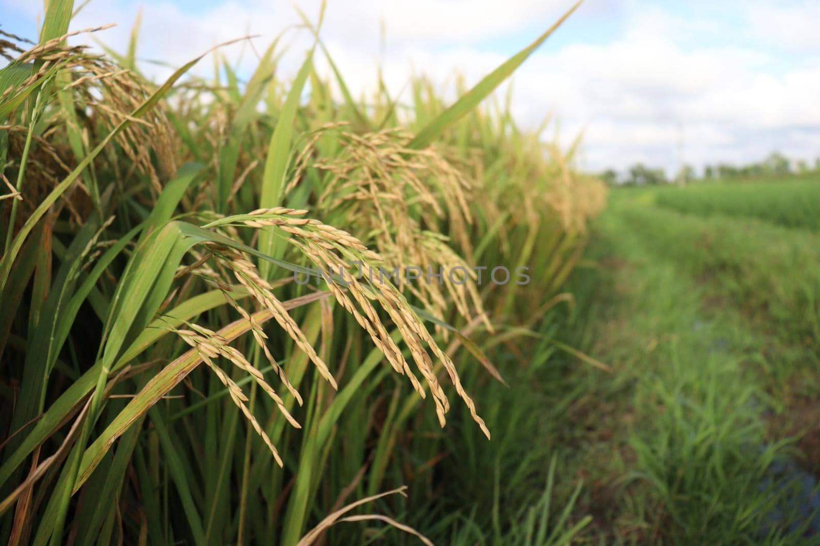 ripe paddy on tree in farm by jahidul2358