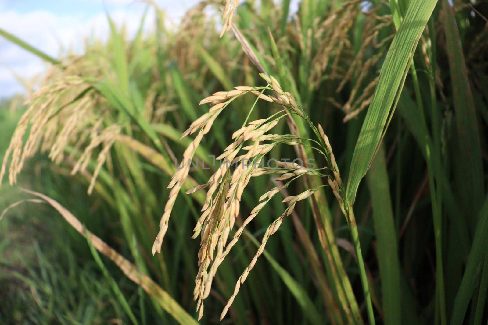 ripe paddy on tree in farm for harvest