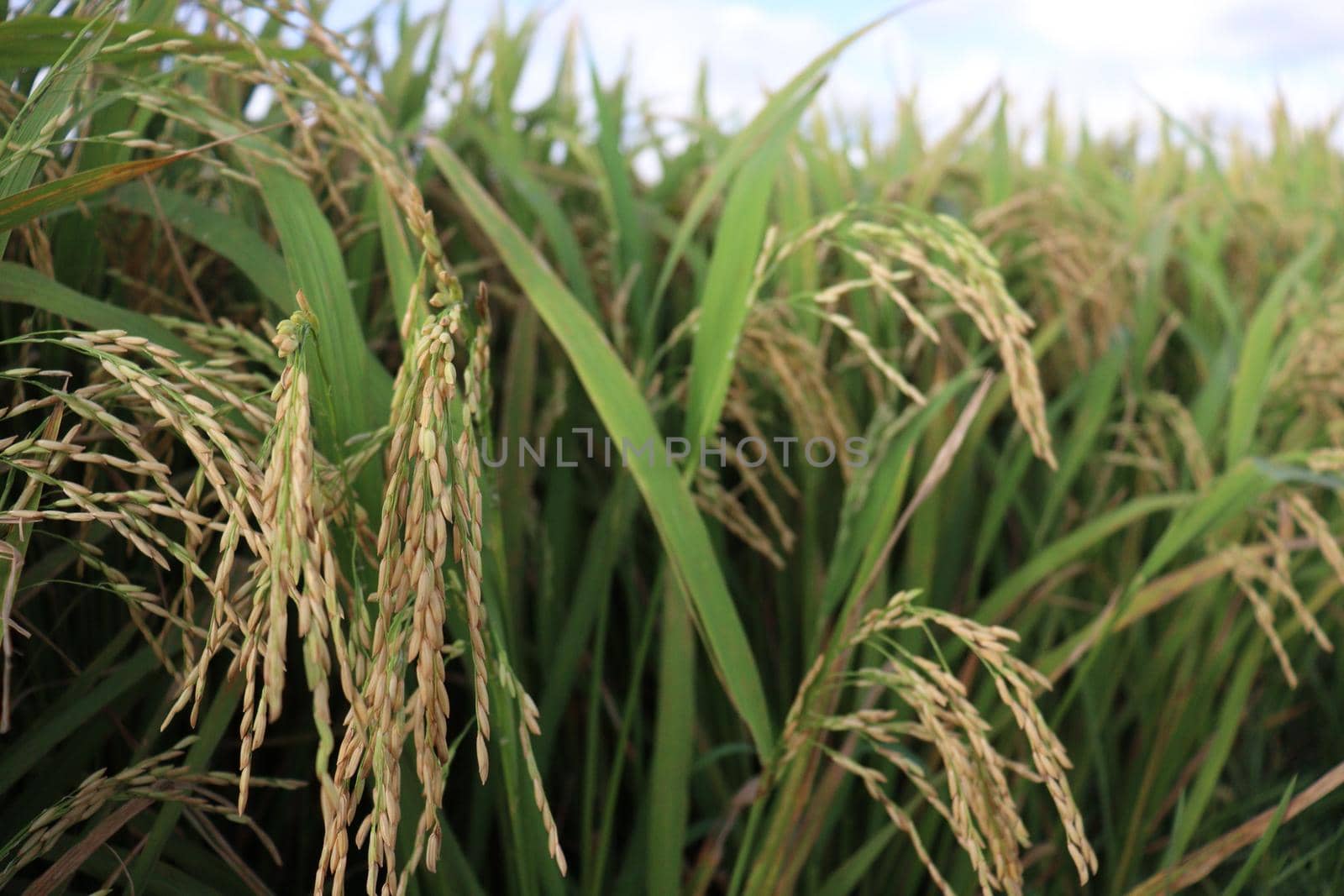 ripe paddy on tree in farm for harvest