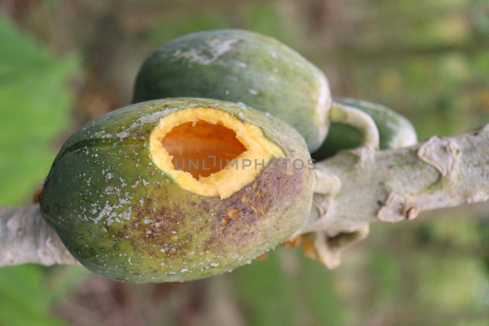 green and healthy raw papaya stock on tree in farm for harvest