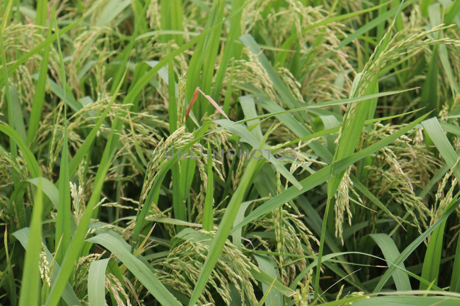 ripe paddy on tree in farm for harvest