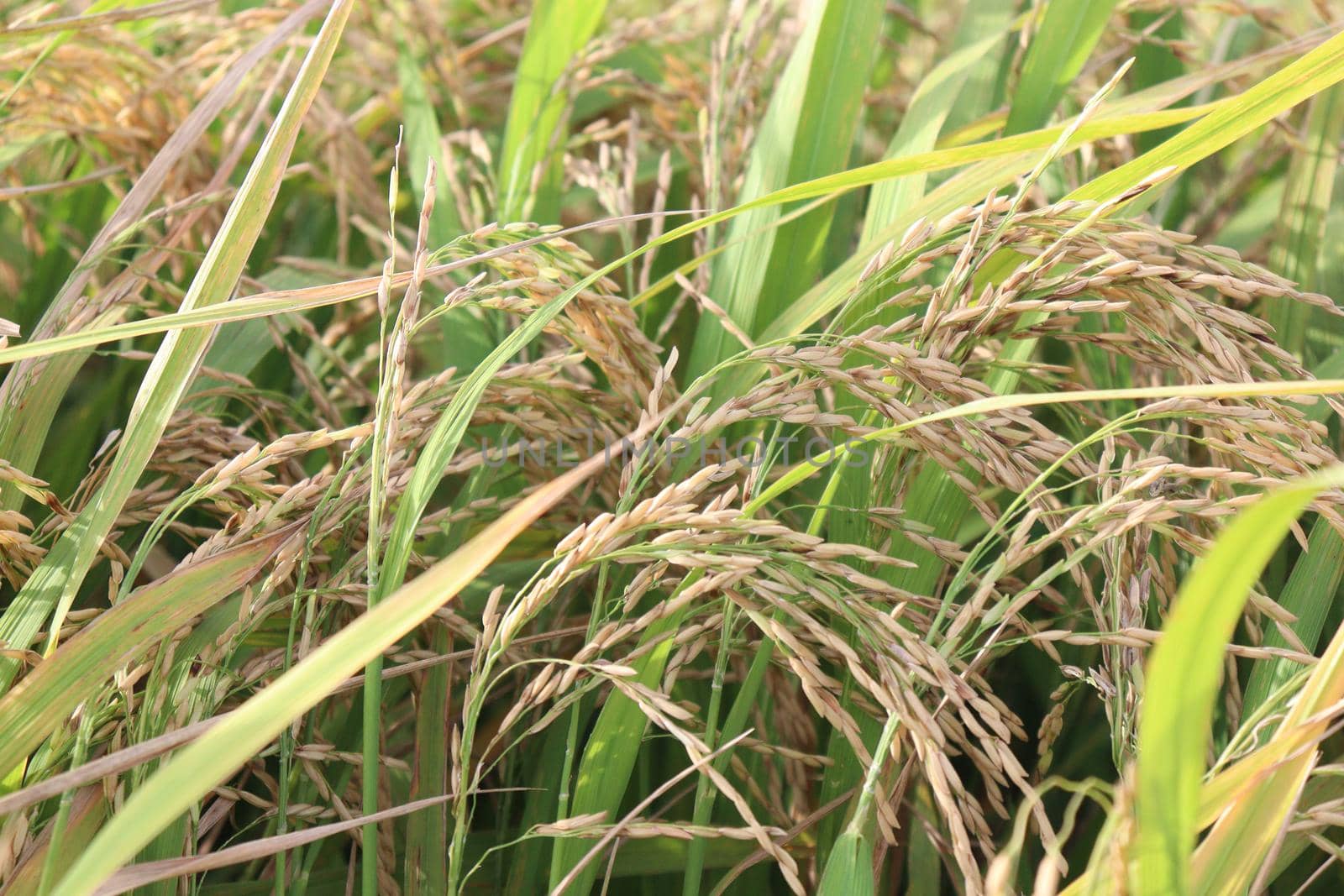 ripe paddy on tree in farm for harvest