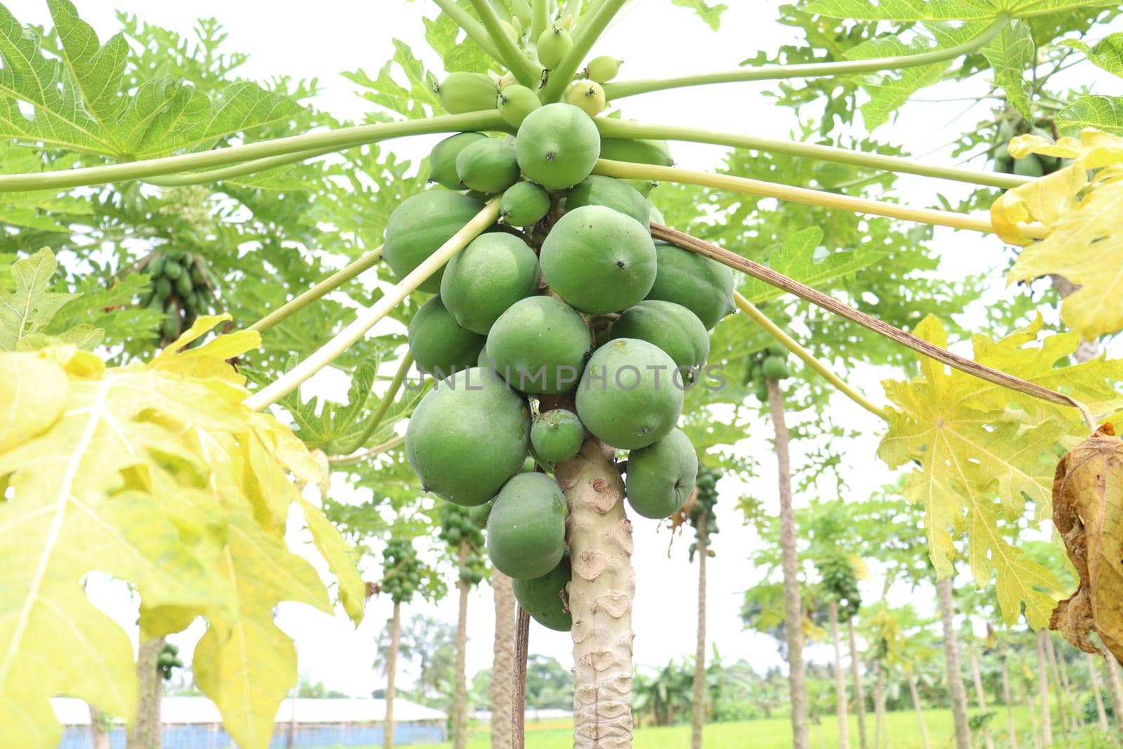 green and healthy raw papaya stock on tree in farm for harvest