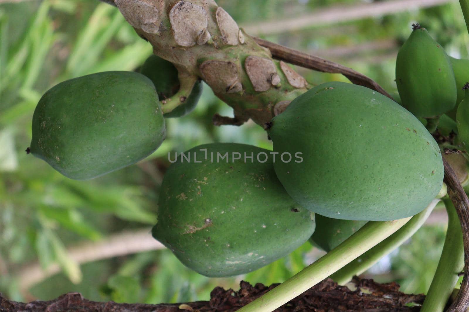 raw papaya stock on tree in farm by jahidul2358