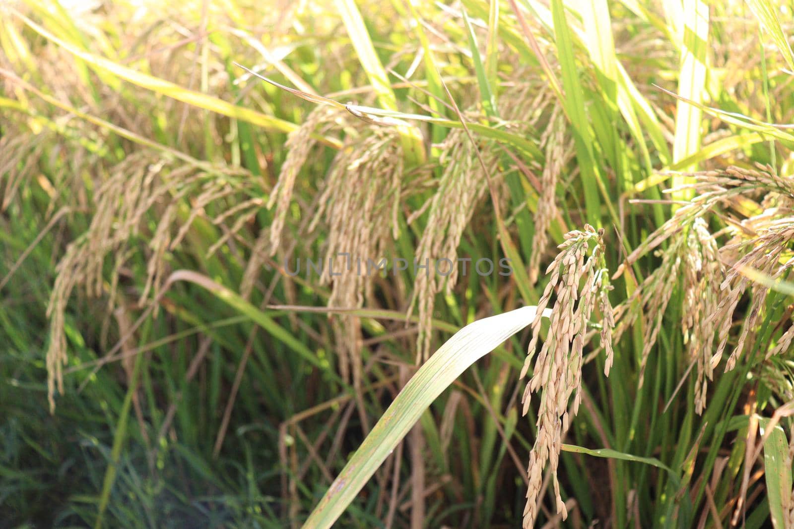 ripe paddy on tree in farm for harvest