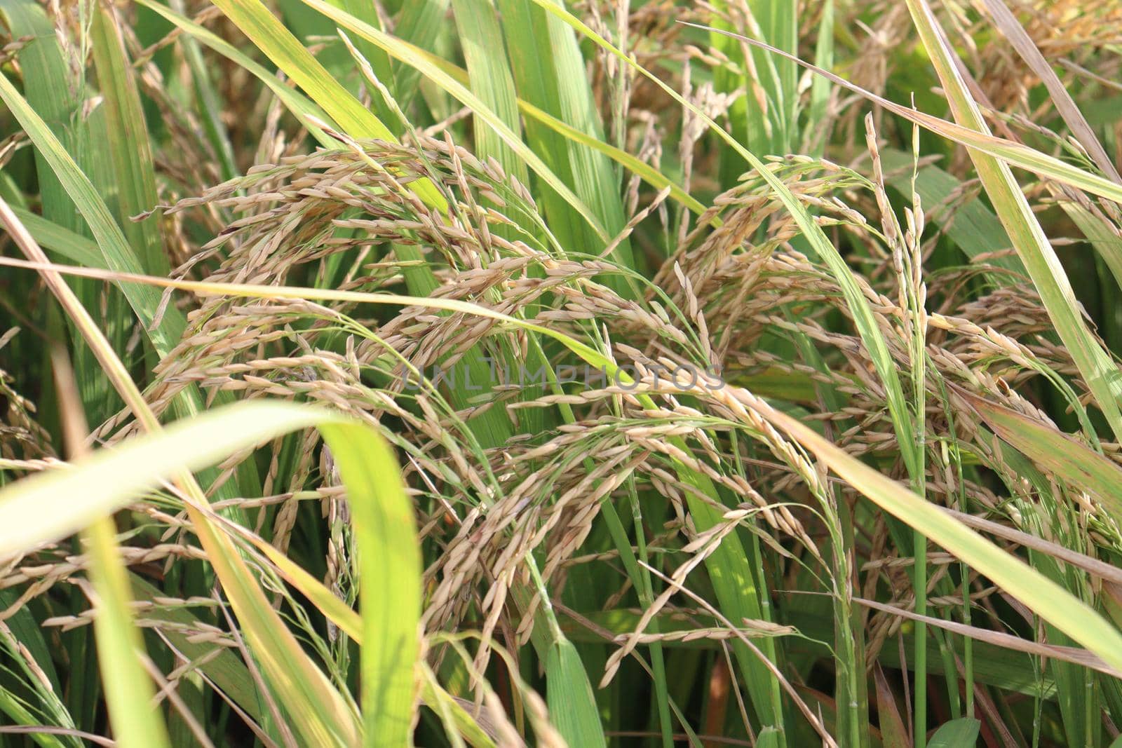 ripe paddy on tree in farm by jahidul2358