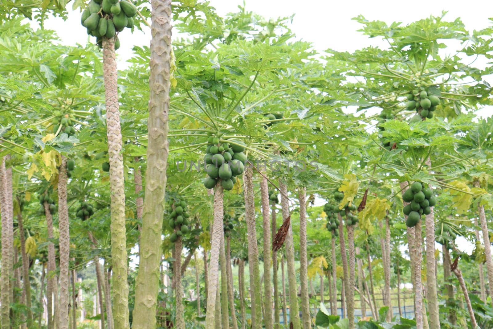 raw papaya stock on tree in farm by jahidul2358