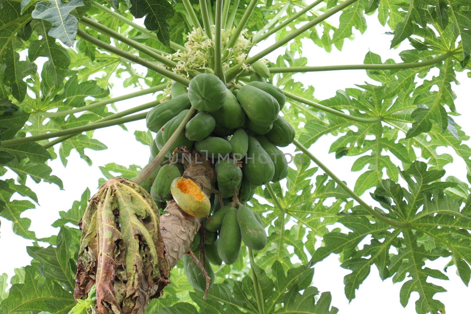 raw papaya stock on tree in farm by jahidul2358